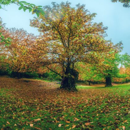 Trees in a managed forest