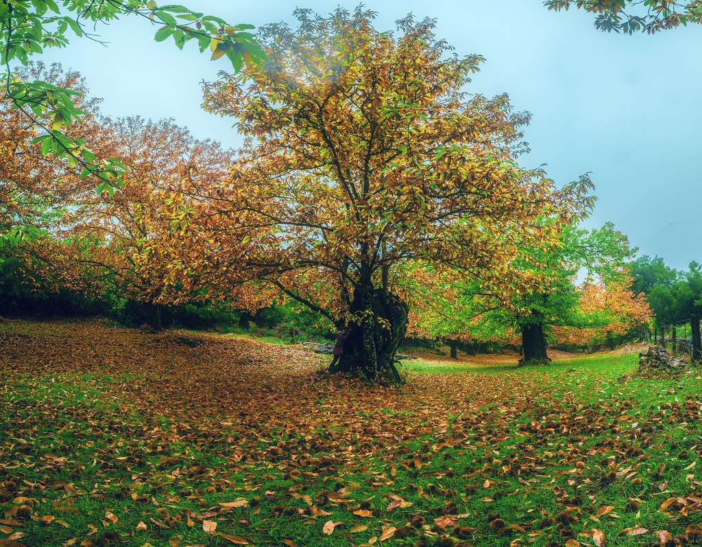 Trees in a responsibly managed forest