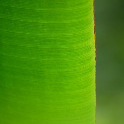 Fresh green leaf