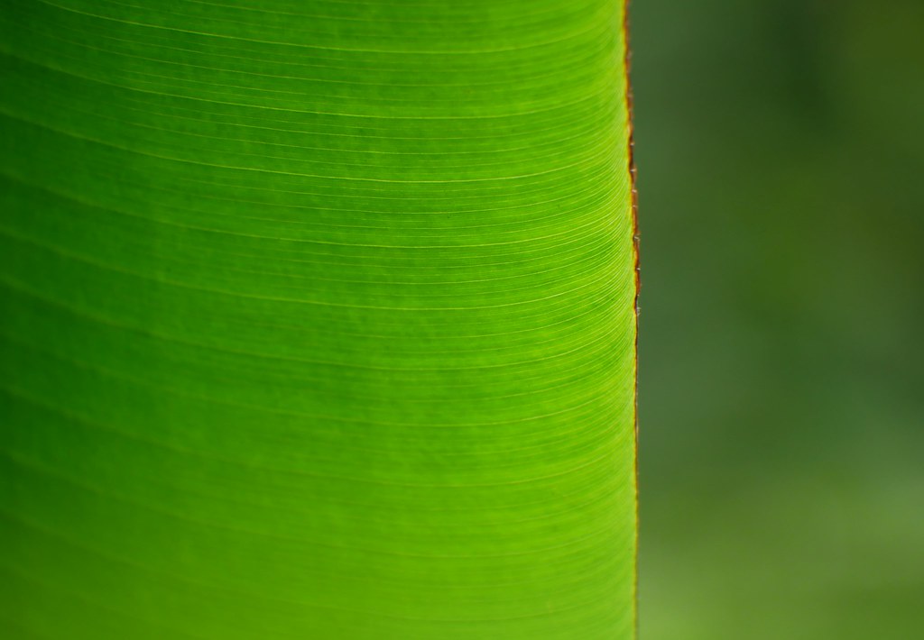 Fresh green leaf